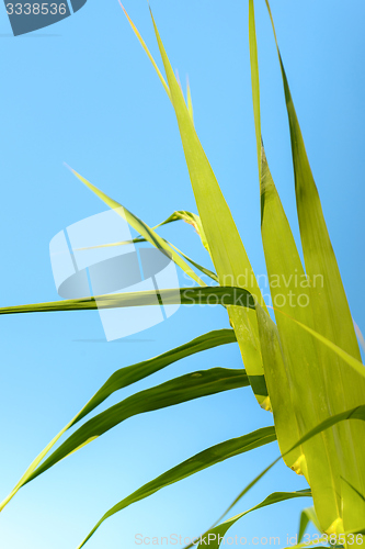 Image of Fresh green plants outdoors 