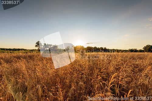 Image of Large agricultural field with cereal