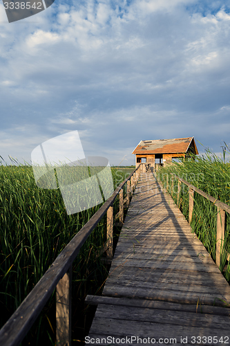 Image of Wooden path trough the reed