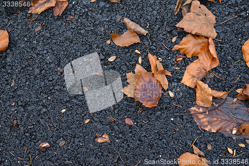 Image of Colorful background of autumn leaves