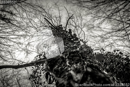 Image of Abstract hoto of some winter branches