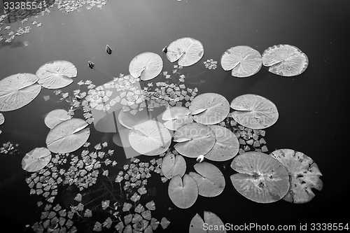 Image of Peaceful place at the pond