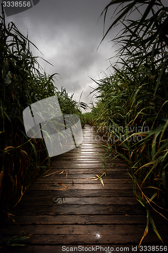 Image of Wooden path trough the reed