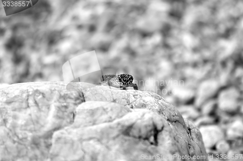 Image of Gecko lizard on rocks 