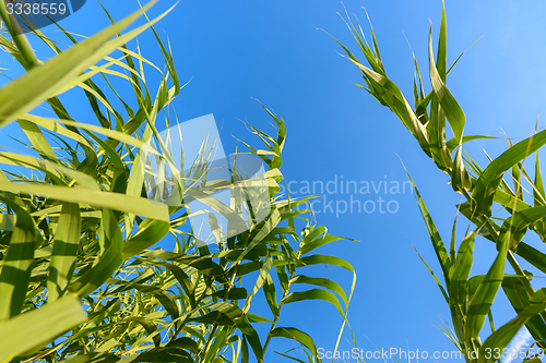 Image of Fresh green plants outdoors 