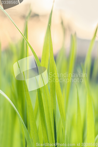 Image of Closeup photo of fresh green grass