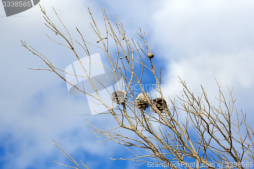 Image of Abstract hoto of some winter branches