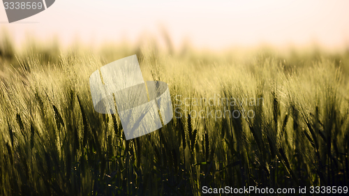 Image of Closeup photo of some fresh wheat