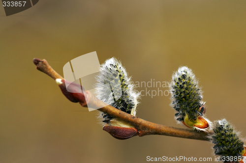 Image of flowering willow