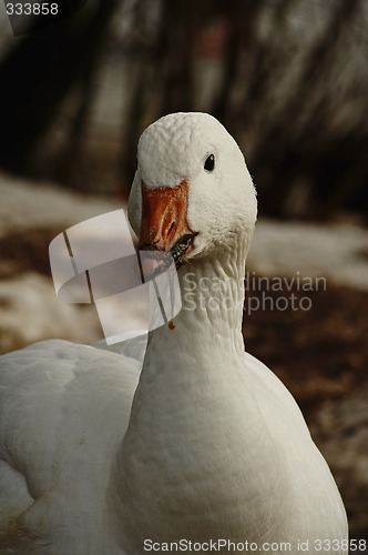 Image of snowy goose