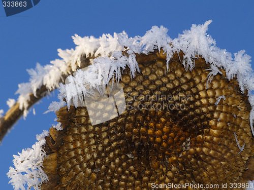 Image of Frost