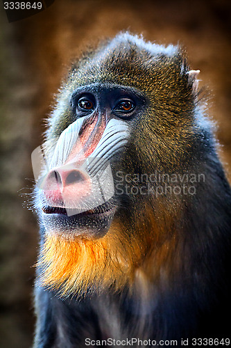 Image of Mandrill Portrait