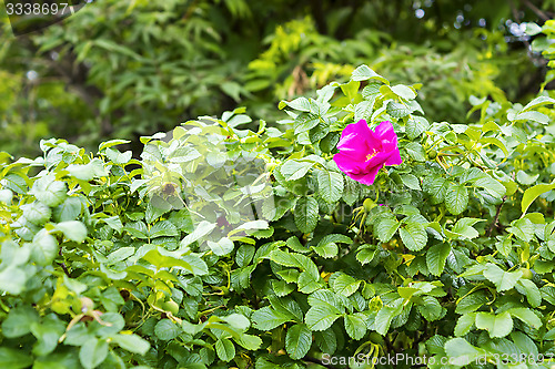 Image of Wild rosa