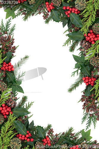 Image of Holly and Winter Flora Border