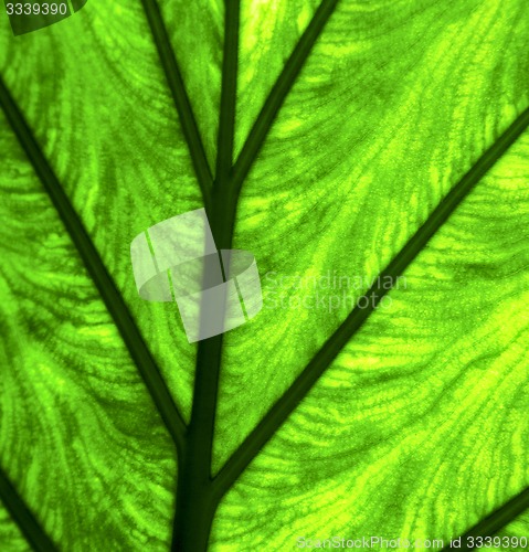 Image of abstract leaf and his veins background  macro close 