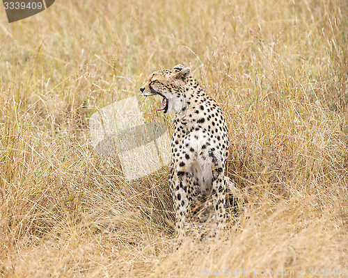 Image of cheetah