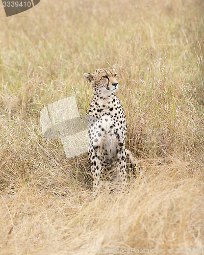 Image of cheetah rest in tall grass