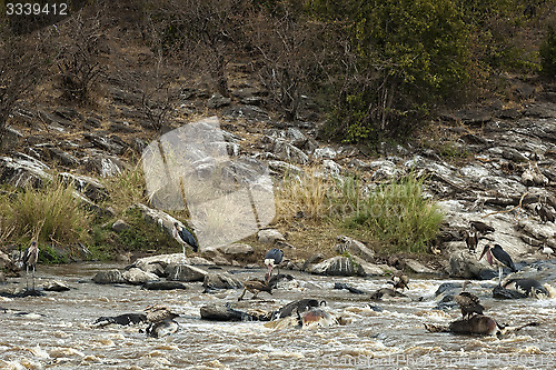 Image of Scavengers