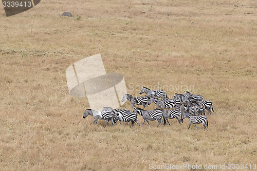 Image of herd of zebras 