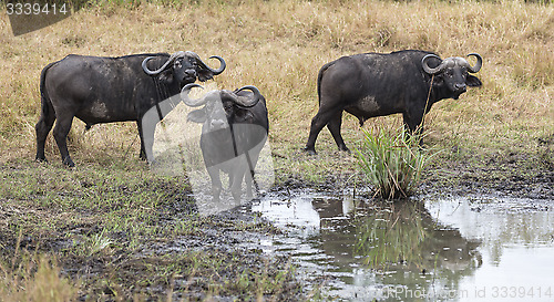 Image of Cape buffaloes