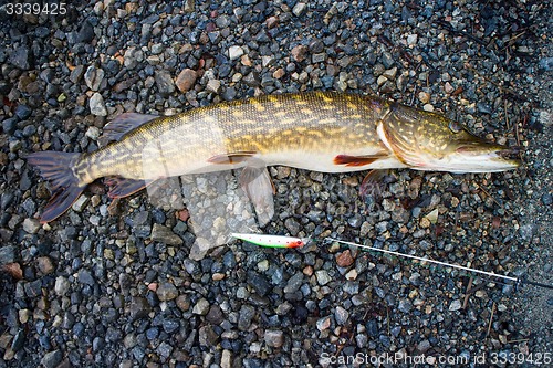 Image of trophy pike caught rarely