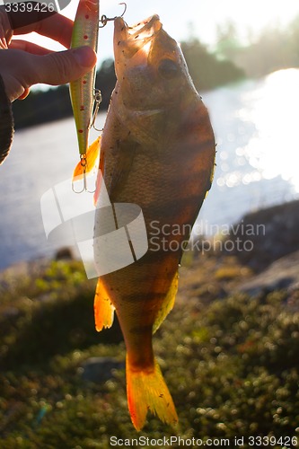 Image of perch fishing Northern fish