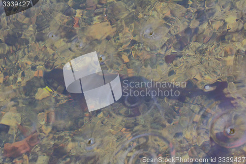 Image of underwater grayling fishing Northern fish