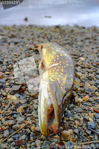 Image of pike fishing big Northern fish