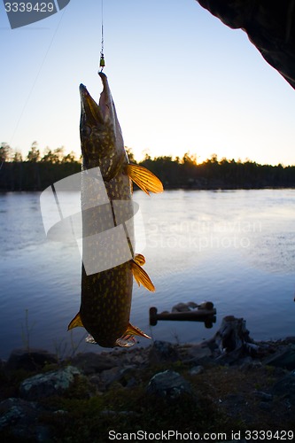 Image of big pike turbulent water fishing