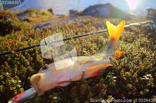 Image of perch in the rays of the setting sun. fishing 