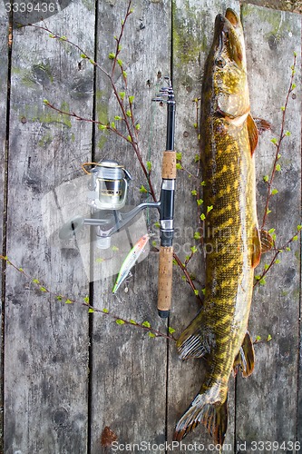Image of pike super catch on spinning