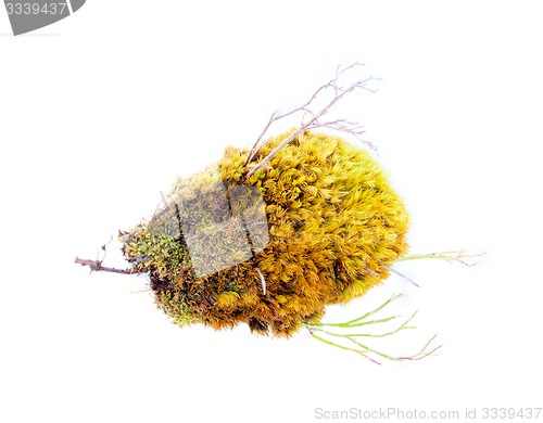 Image of natural moss decoration on white background