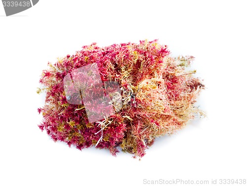 Image of natural moss decoration on white background