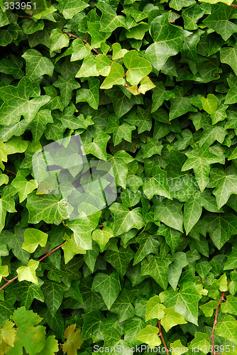 Image of Green ivy background