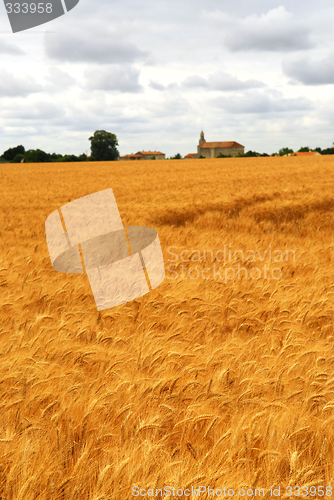 Image of Wheat field