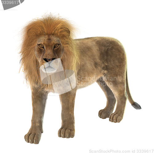 Image of Male Lion