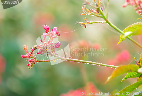 Image of Dew on spider web