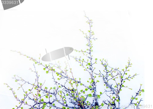 Image of  Arctic birch in spring on white background