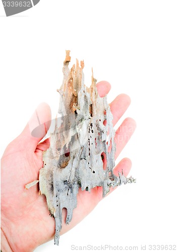 Image of centenary wood in hand on white background