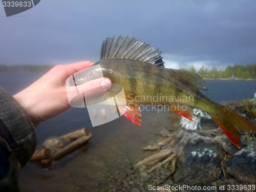 Image of perch fishing Northern fish