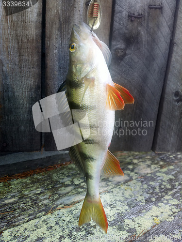 Image of perch fishing Northern fish