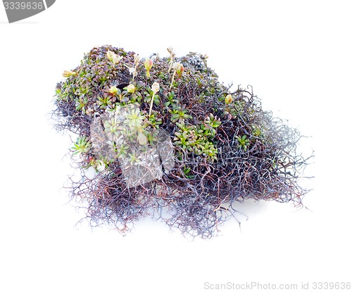 Image of natural moss decoration on white background