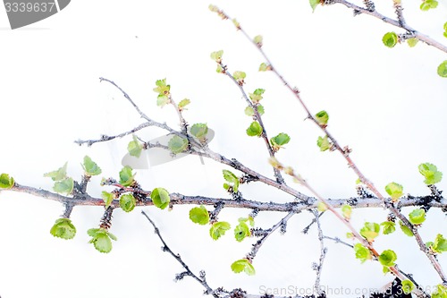 Image of  Arctic birch in spring on white background