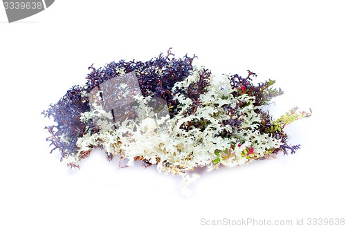 Image of natural moss decoration on white background