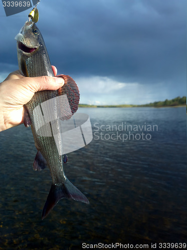 Image of rare grayling on the fast-flowing river