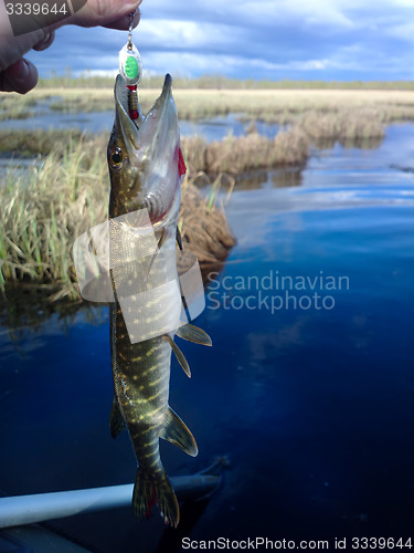 Image of pike lake fishing on spinning