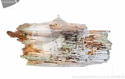 Image of real old wood from protected forests