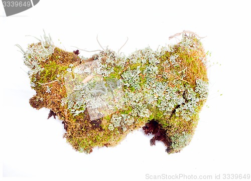 Image of natural moss decoration on white background