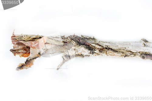 Image of very old decrepit tree branch