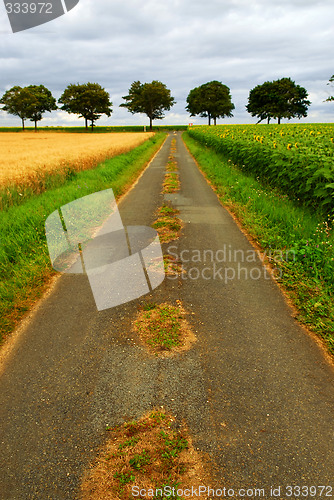 Image of Road in rural France